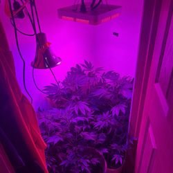 Growing Stuff With Plants 