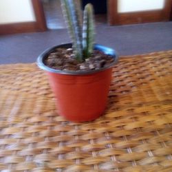 Zulu Giant Cactus