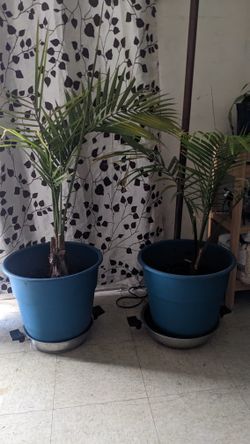 Palmas Para Interior 