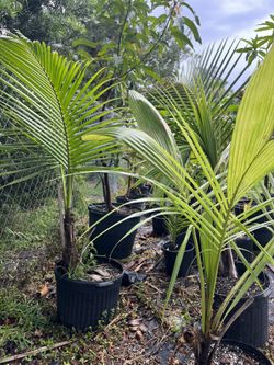 Coconut Palm Trees For Sale