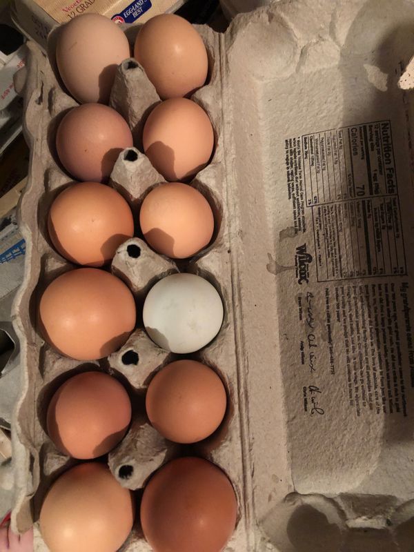 Fresh & Fertile Chicken Hatching Eggs 7/dozen for Sale in Arlington