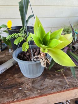 Hanging basket plant and Tamarind seeding