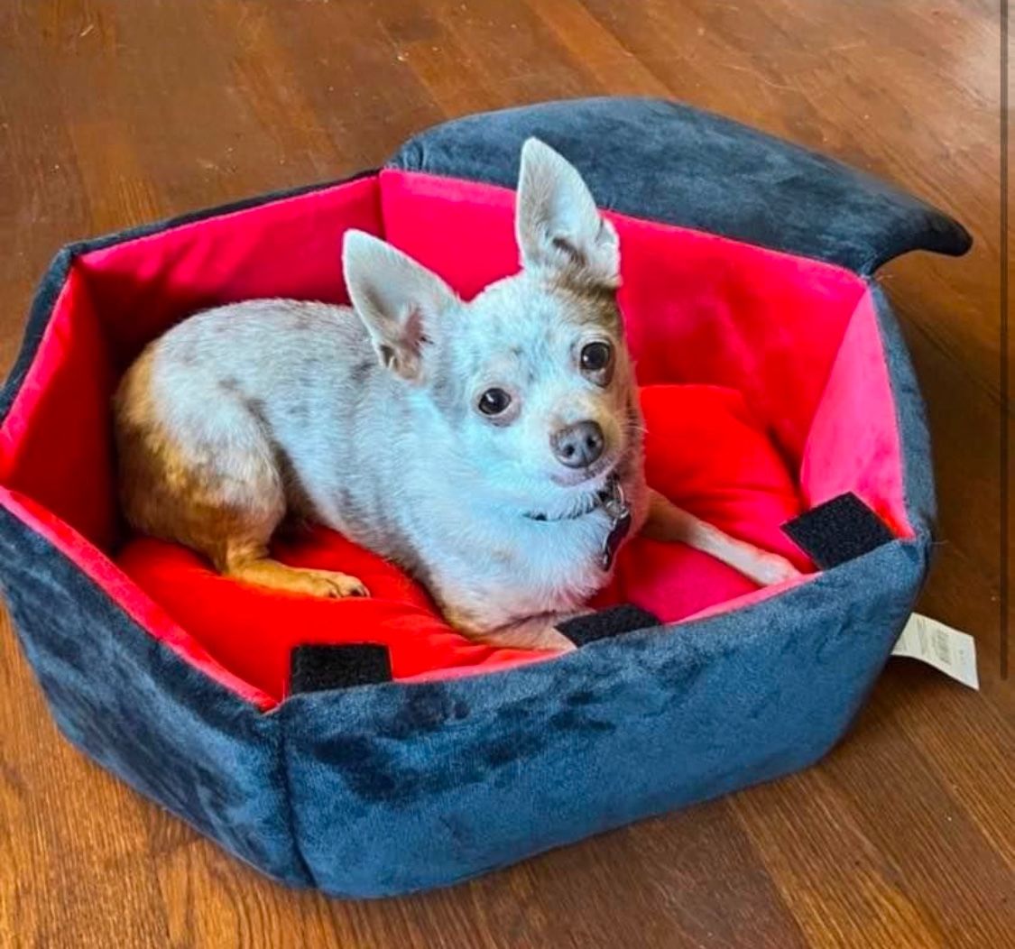 Coffin Dog Bed