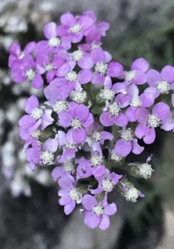 1 Live Rooted Yarrow Plant Purple Flower