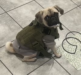 New dog Harness And Leash