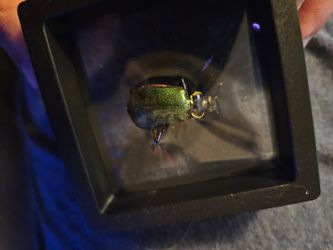 Firey searcher beetle framed specimen