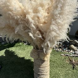 Pampas Grass