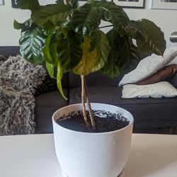 Live Arabica Coffee Plant With Growing Pot