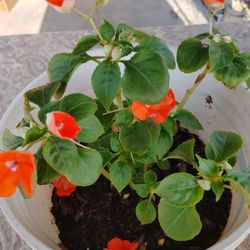 plantas $5 cada una 