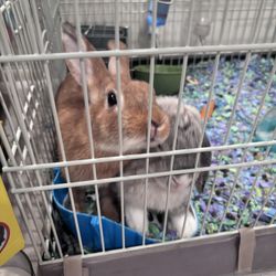 Cage 