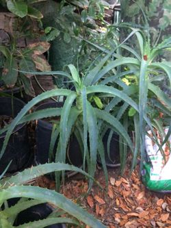 Aloe plants