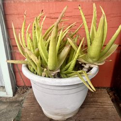 Aloe Vera plant (large, multi-clump)