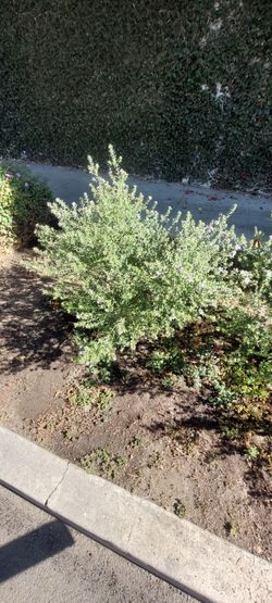 Ruta de jardin