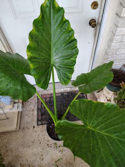 Beautiful planta de oreja de elefante