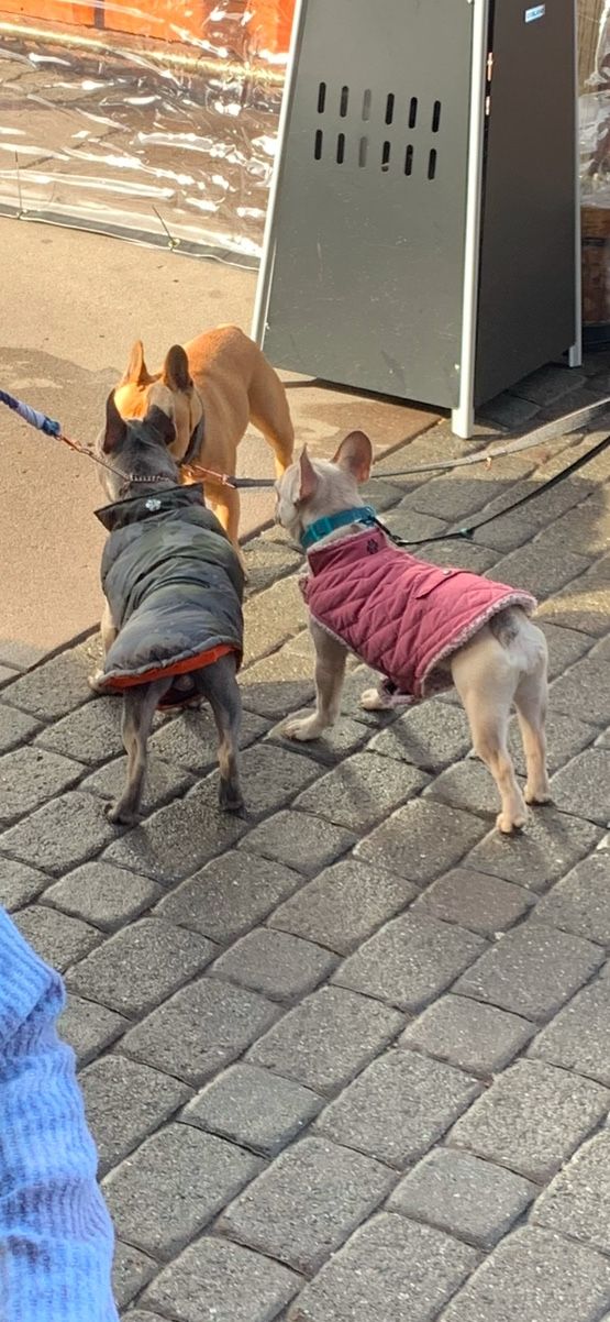 Pet outfits