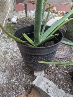 Aloe vera plant, good for burnes, Rashes, etc.