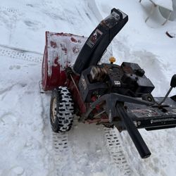 LARGE Toro Available 