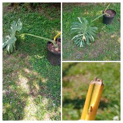 Mature Variegated Monstera Thai Constellation Plant (Pls Read Description Below)