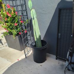 San Pedro Cactus Plant