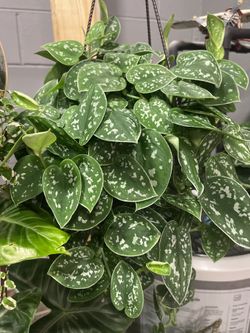 Plants