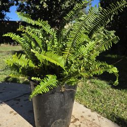 $25 Fern Plant 