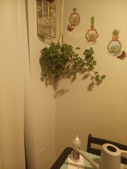 Hanging House Plant