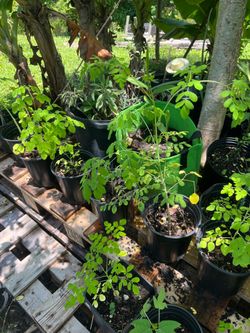 Moringa Seedlings