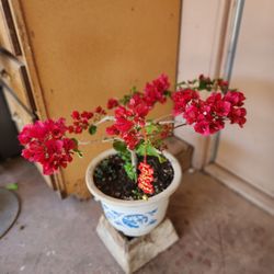Beautiful Bougainvillea Bonsai Pot💕
Chậu Hoa Giấy Bonsai Đẹp Lung Linh💕