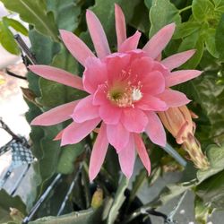 Pink Flowers epiphyllum giant leave24” Long , No Root ,$20