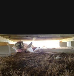 Insulation