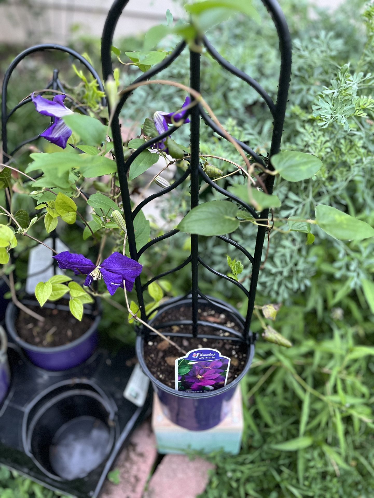 🪸Clematis Plants 🪸