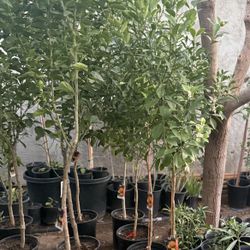 Calamondin Trees 6F The Tall $60 Each Price Firm 
