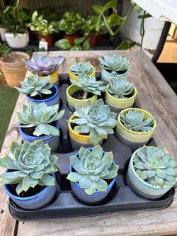 Plants (2”Succulents & ceramic🌿12 pot w/ succulent $15 all)