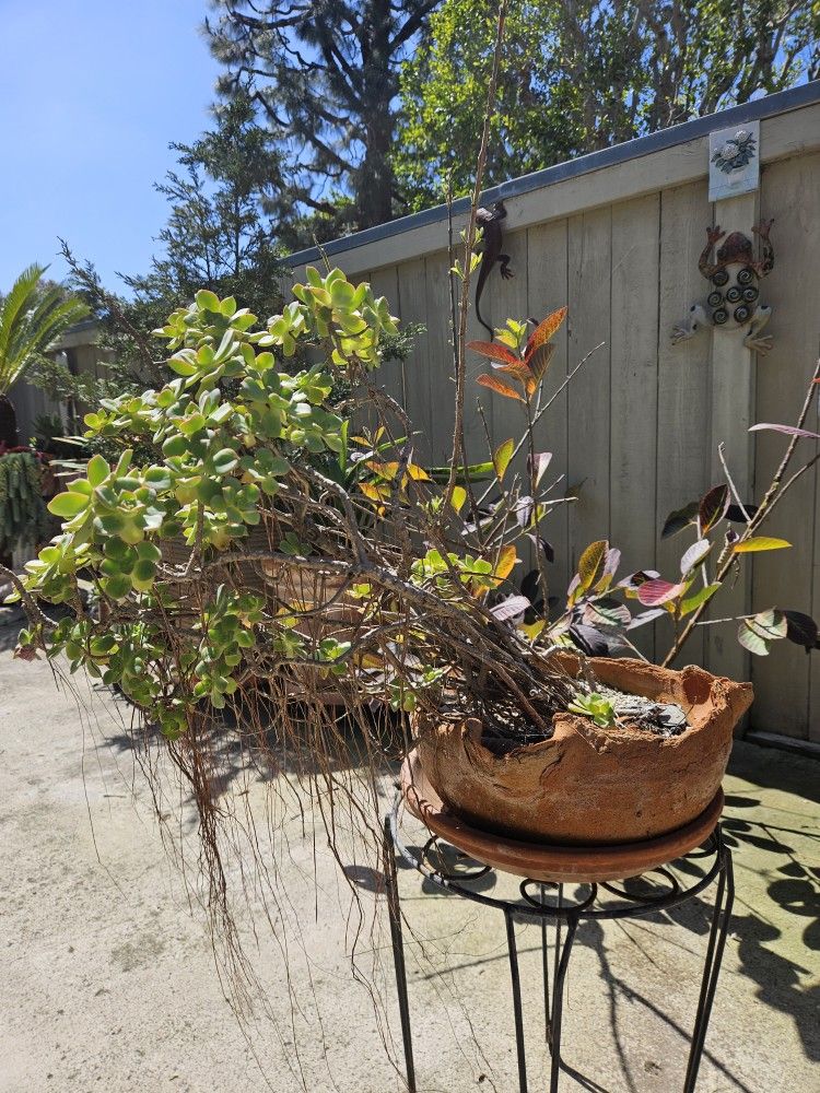Succulents Bonsai Plants 🪴 In 12" Vintage Clay Pot