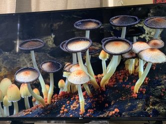 Amazing 50 Inch LG 4K Tv!