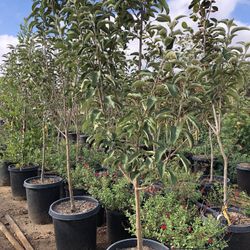 Granny Smith Apple Tree