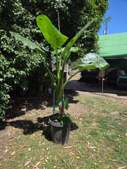 Elephant Ear plants tall
