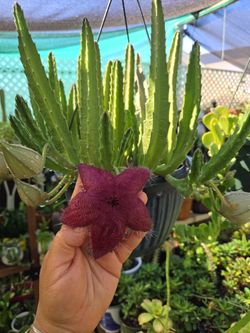 Stapelia Or Star Fish 