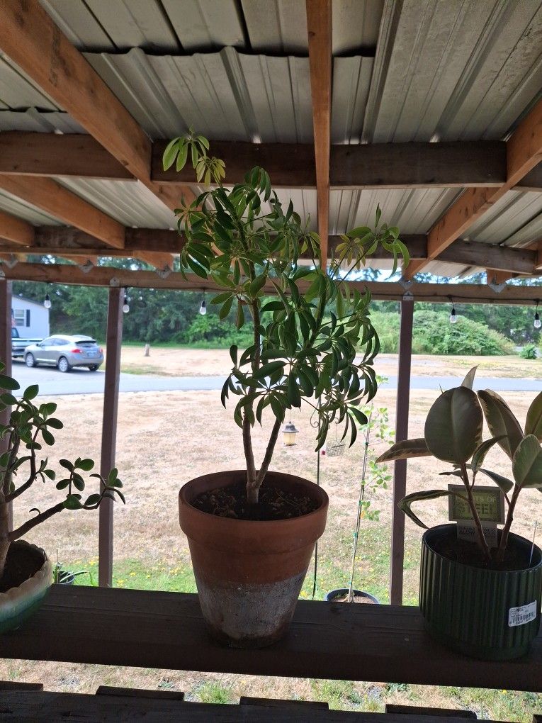 Bonsai