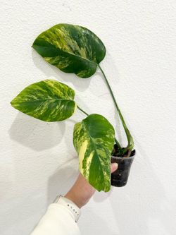 Monstera Aurea