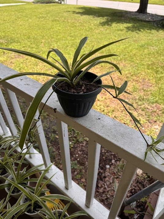 Live Spider Plants $10-$20