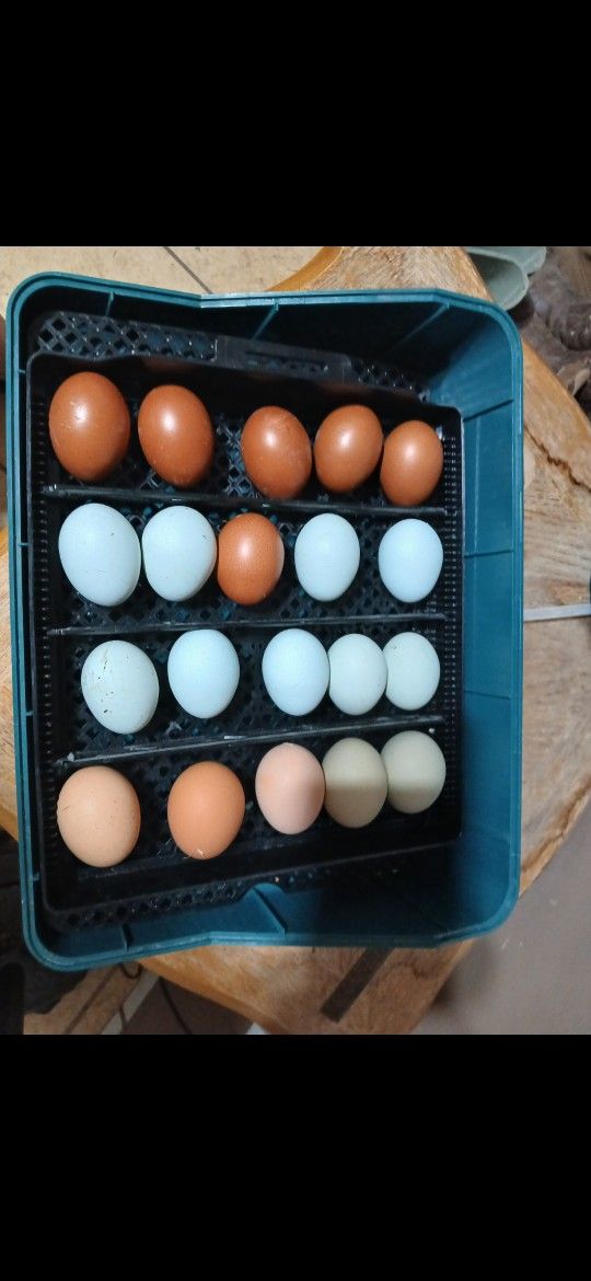 Fertile Eggs Huevo Fertile Incubar