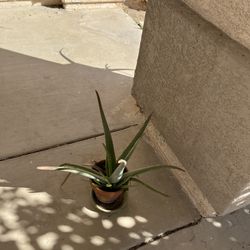 Aloe Vera Plant 