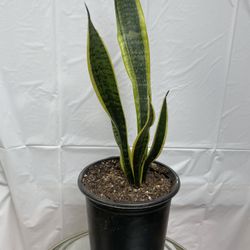 HERMOSAS PLANTAS NATURALES “SNAKE OR LENGUA DE SUEGRA PLANT 