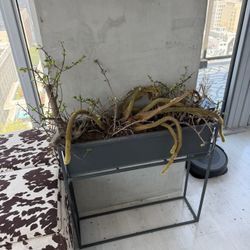 Plant With Stand 