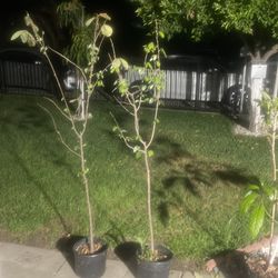 cherimoya plant 4 feet tall