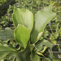 Staghorn Fern 6" 🦌 – Exotic & Architectural! (Bulk & Individual)