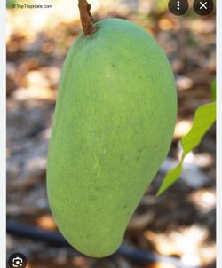 Thailand green mango/ pramkaimew mango trees