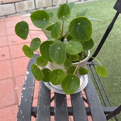 plant 