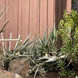 Freeeeee Succulents And  Aloes